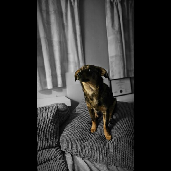 Dachshund (Miniature Wire Haired)