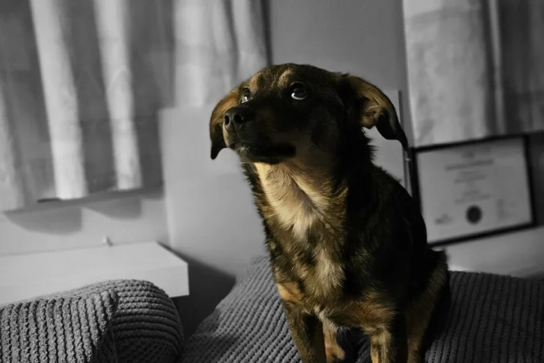 Dachshund (Miniature Wire Haired)