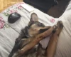 Dachshund (Miniature Wire Haired)