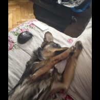 Dachshund (Miniature Wire Haired)