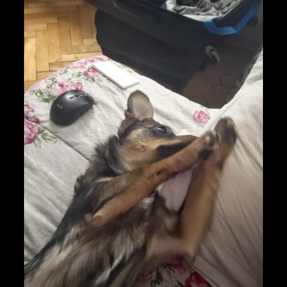 Dachshund (Miniature Wire Haired)