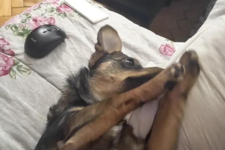 Dachshund (Miniature Wire Haired)