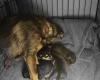 Dachshund (Miniature Wire Haired)