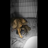 Dachshund (Miniature Wire Haired)