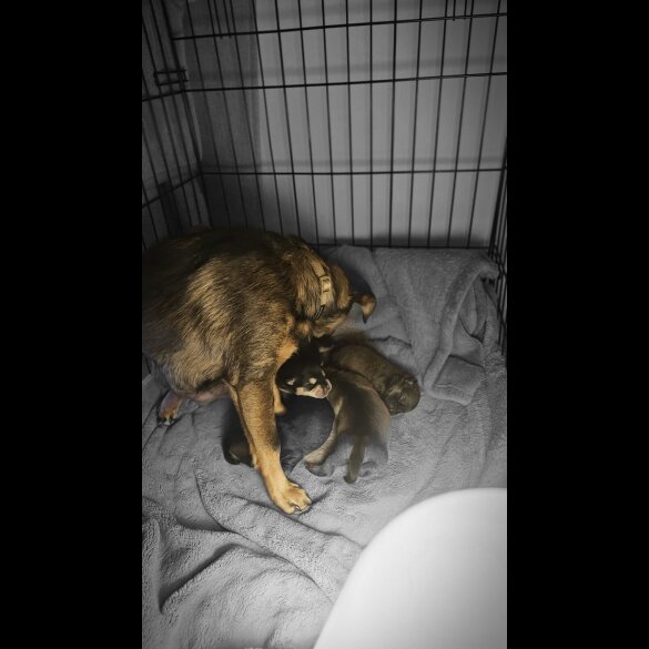 Dachshund (Miniature Wire Haired)