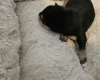 Dachshund (Miniature Wire Haired)