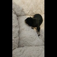 Dachshund (Miniature Wire Haired)