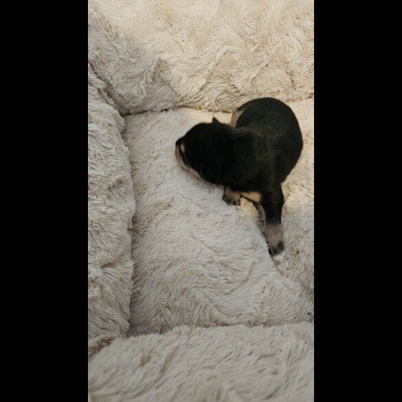 Dachshund (Miniature Wire Haired)