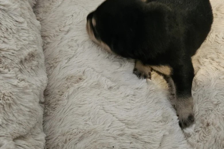 Dachshund (Miniature Wire Haired)