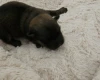 Dachshund (Miniature Wire Haired)