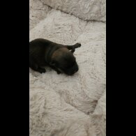 Dachshund (Miniature Wire Haired)