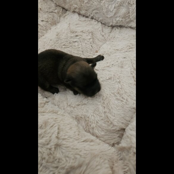 Dachshund (Miniature Wire Haired)