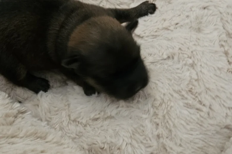 Dachshund (Miniature Wire Haired)