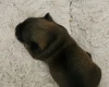 Dachshund (Miniature Wire Haired)