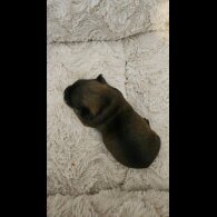 Dachshund (Miniature Wire Haired)