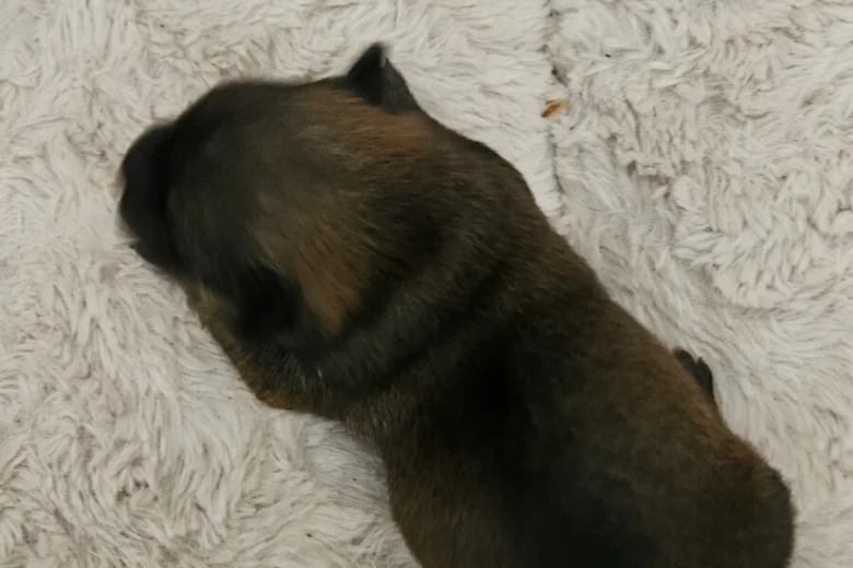 Dachshund (Miniature Wire Haired)