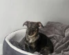 Dachshund (Miniature Wire Haired)