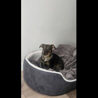 Dachshund (Miniature Wire Haired)