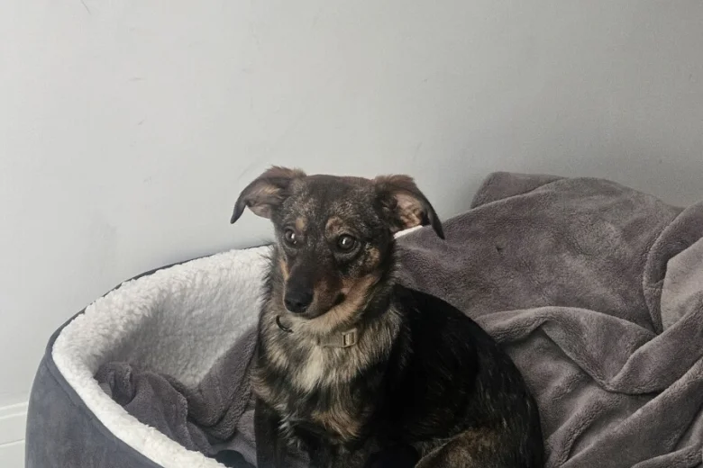 Dachshund (Miniature Wire Haired)