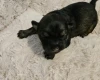 Dachshund (Miniature Wire Haired)