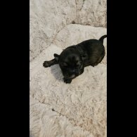 Dachshund (Miniature Wire Haired)