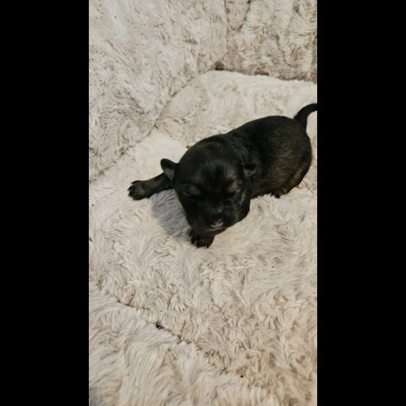 Dachshund (Miniature Wire Haired)