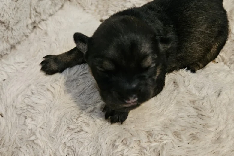 Dachshund (Miniature Wire Haired)
