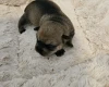 Dachshund (Miniature Wire Haired)