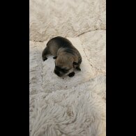 Dachshund (Miniature Wire Haired)