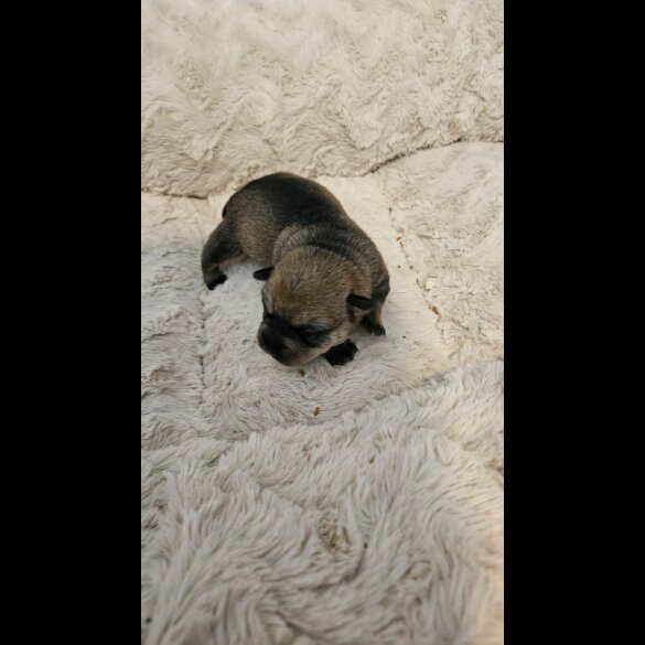 Dachshund (Miniature Wire Haired)