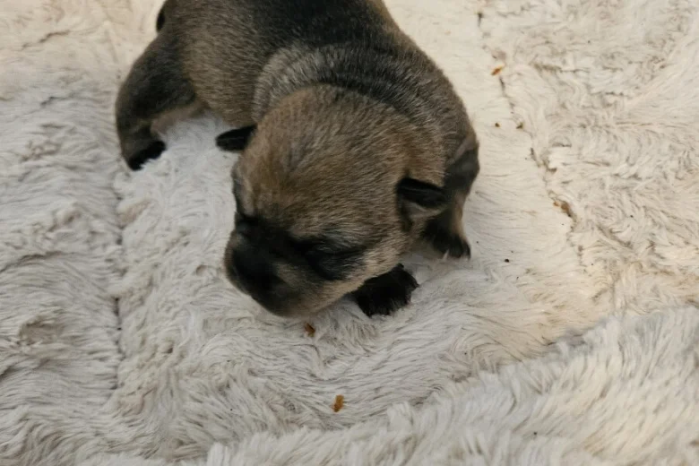 Dachshund (Miniature Wire Haired)