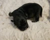Dachshund (Miniature Wire Haired)