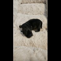 Dachshund (Miniature Wire Haired)