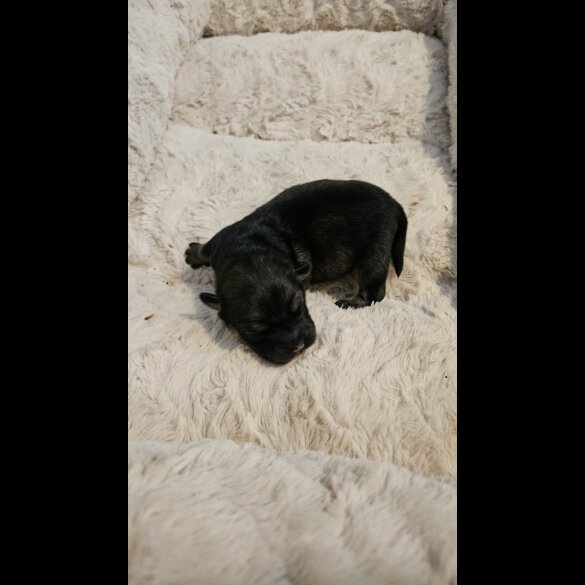 Dachshund (Miniature Wire Haired)