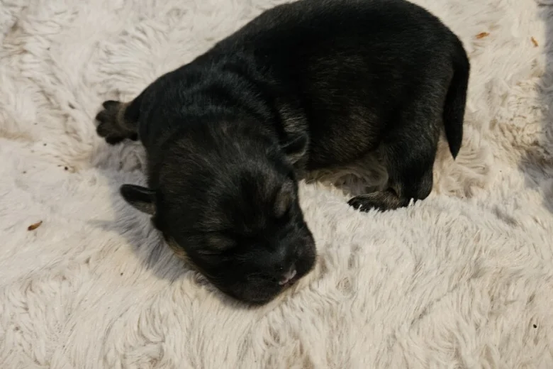 Dachshund (Miniature Wire Haired)