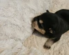 Dachshund (Miniature Wire Haired)