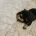 Dachshund (Miniature Wire Haired)