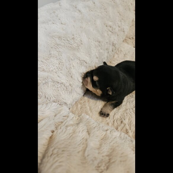 Dachshund (Miniature Wire Haired)