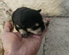 Dachshund (Miniature Wire Haired)