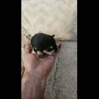 Dachshund (Miniature Wire Haired)