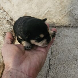 Dachshund (Miniature Wire Haired)