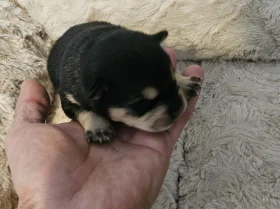 Dachshund (Miniature Wire Haired)
