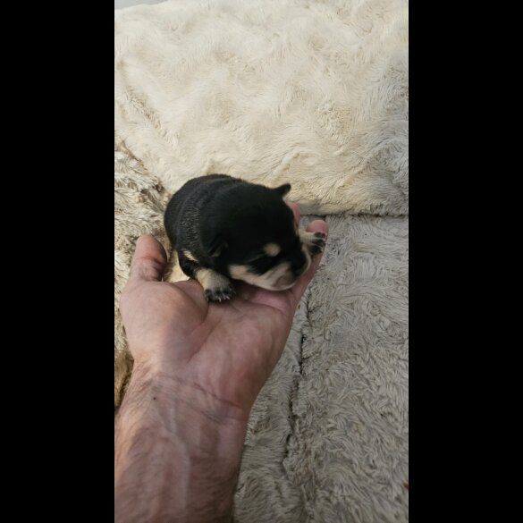 Dachshund (Miniature Wire Haired)