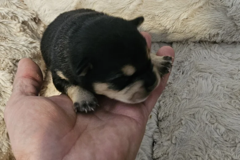 Dachshund (Miniature Wire Haired)