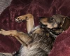 Dachshund (Miniature Wire Haired)