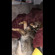 Dachshund (Miniature Wire Haired)