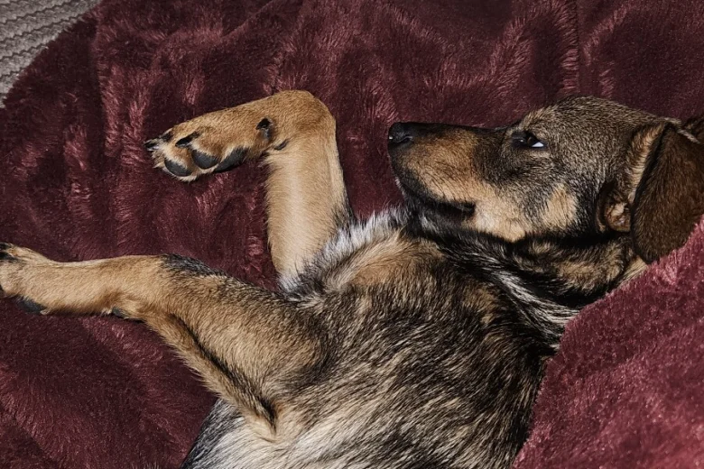 Dachshund (Miniature Wire Haired)