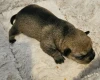 Dachshund (Miniature Wire Haired)