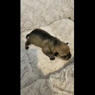 Dachshund (Miniature Wire Haired)