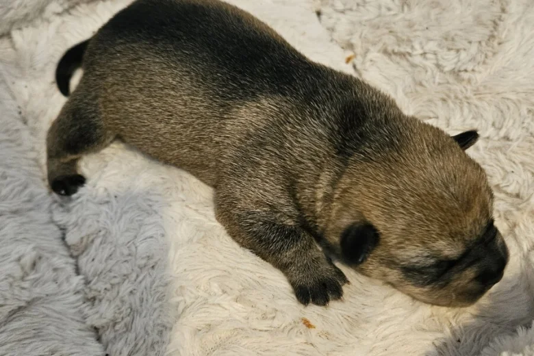 Dachshund (Miniature Wire Haired)